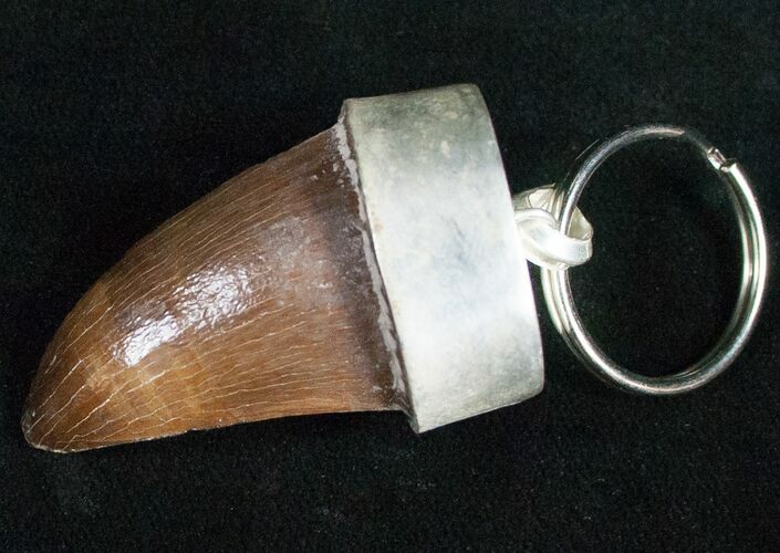 Authentic Fossil Mosasaurus Tooth Keychain #11141